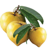 Buy cheap Lavalu 250g Online