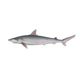 Buy cheap Angel Baby Shark 1kg Online
