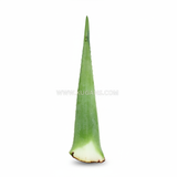 Buy cheap Aloe Vera Single 1pcs Online