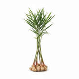 Buy cheap Ginger 1 Pc Online