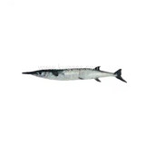 Buy cheap Gf Needle Fish 600g Online